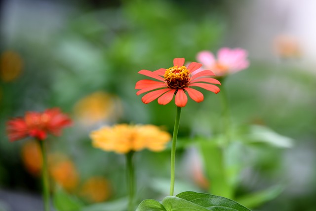 含有花的诗句100句，花之清芬，令人陶醉