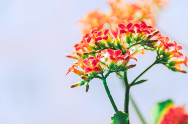 含有花的诗句100句，花之清芬，令人陶醉