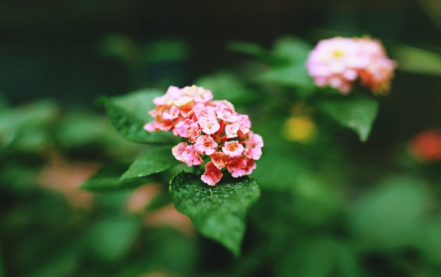 含有花的诗句100句，花之清芬，令人陶醉