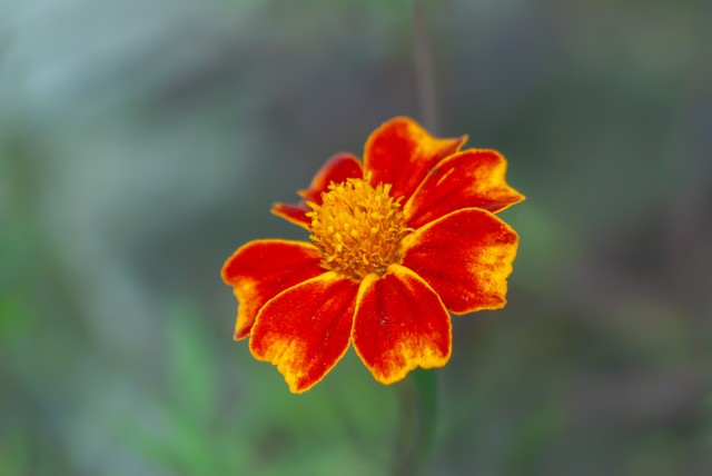 含有花的诗句100句，花之清芬，令人陶醉