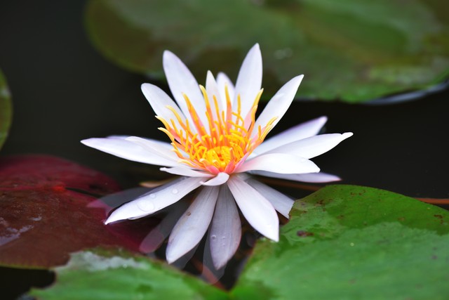 含有花的诗句100句，花之清芬，令人陶醉