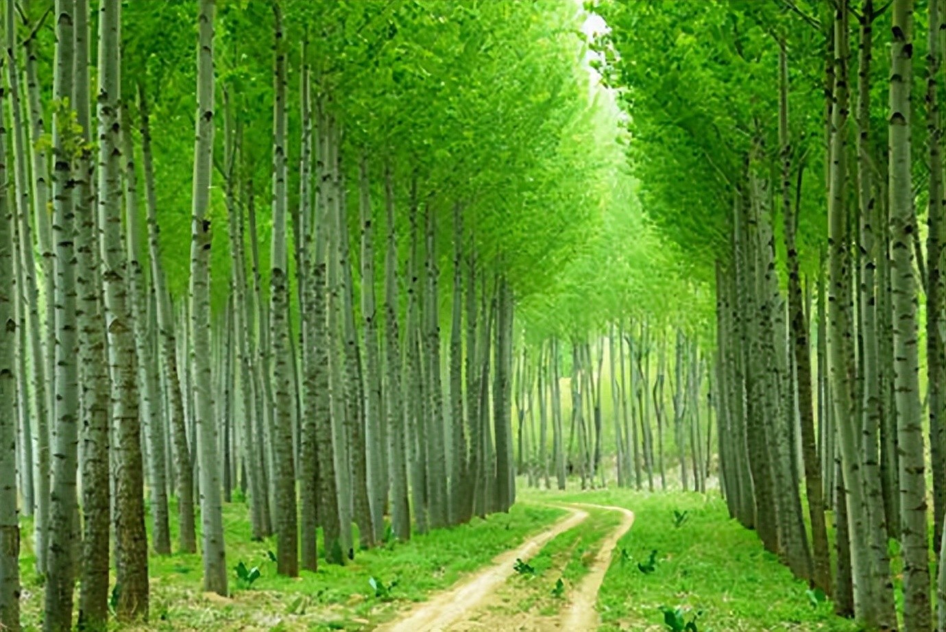 描写春天的优美句子21句，总有一条适合你