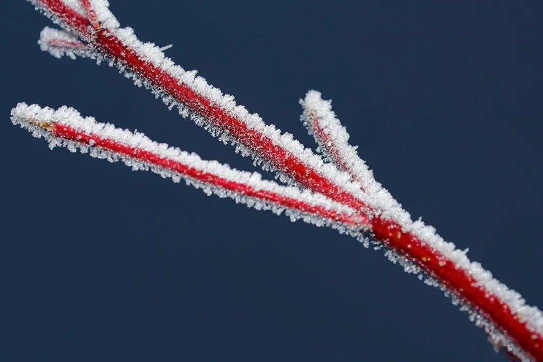 描写冬雪的诗句80句，治愈了整个冬天