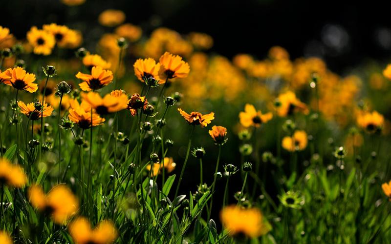 关于爸爸的好句简短20句，有一种亲情，叫父爱如山!