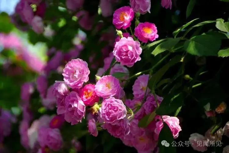 夏天的雨的诗句12句，半夏听雨声，凉意入心来