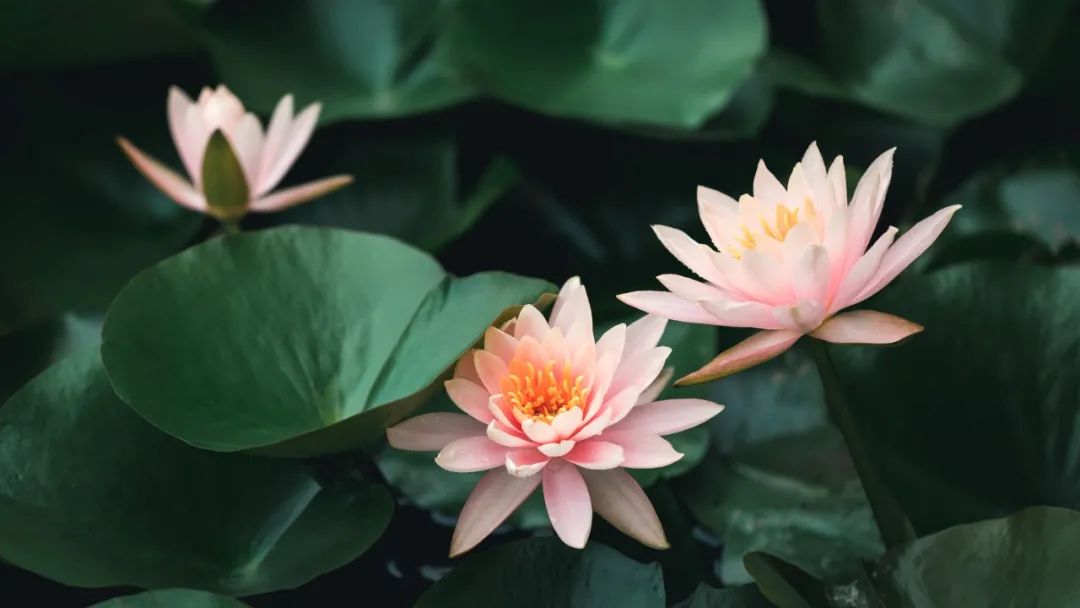 关于夏天的诗句30句，温柔清凉，一秒入心