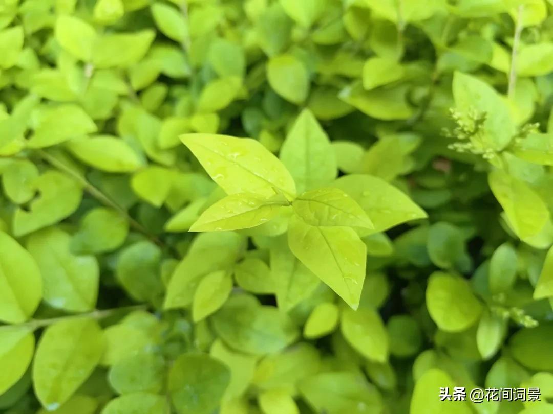 夏至的古诗10首，句句醉了心间