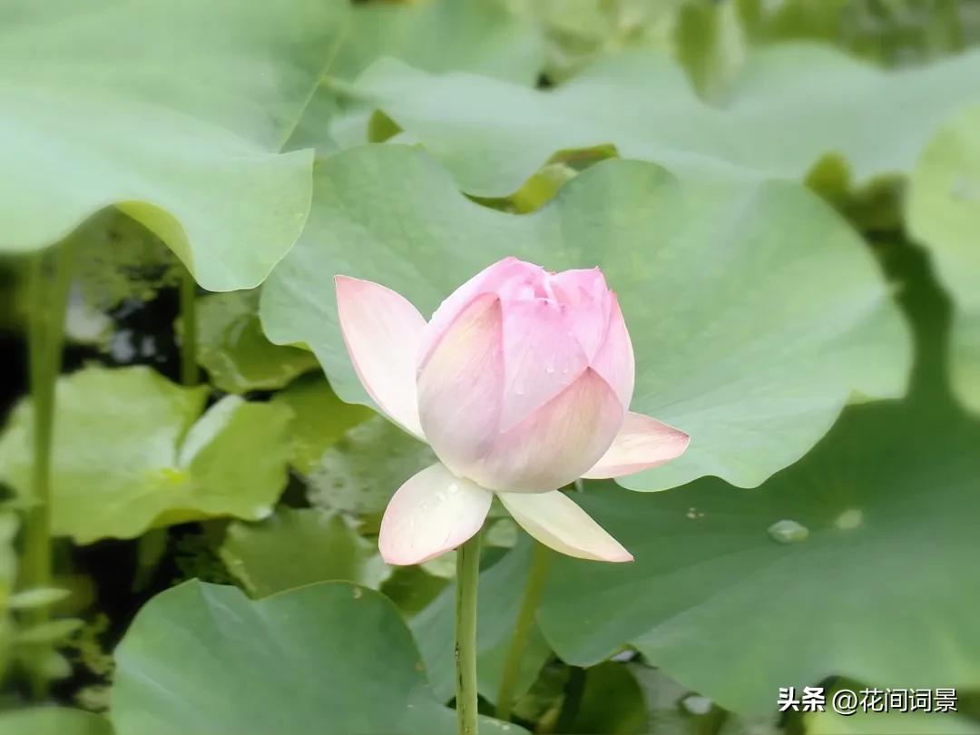 夏至的古诗10首，句句醉了心间