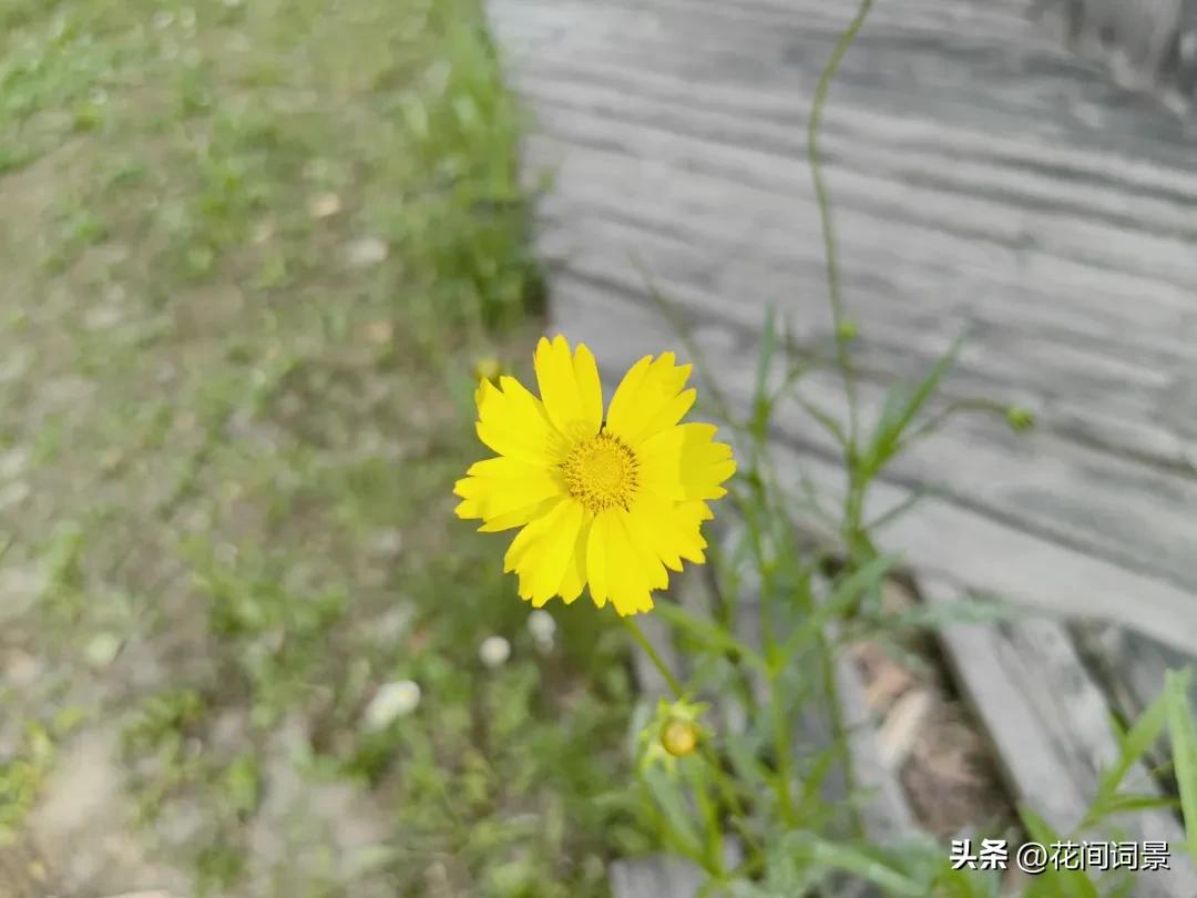 夏至的古诗10首，句句醉了心间