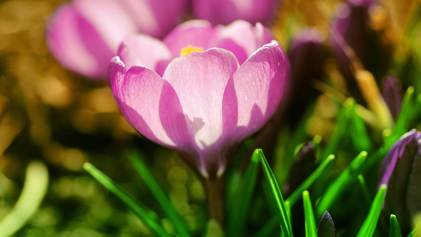 梦想名言名句优美句子20句，心中有梦想，脚下就有力量