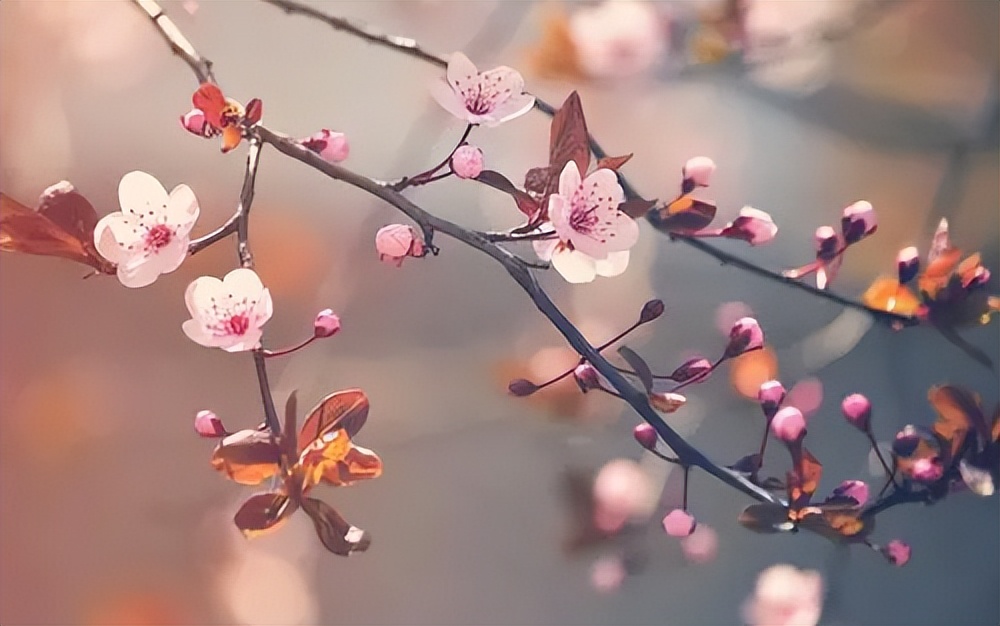 告别母校的优美句子10句，青春永不散场