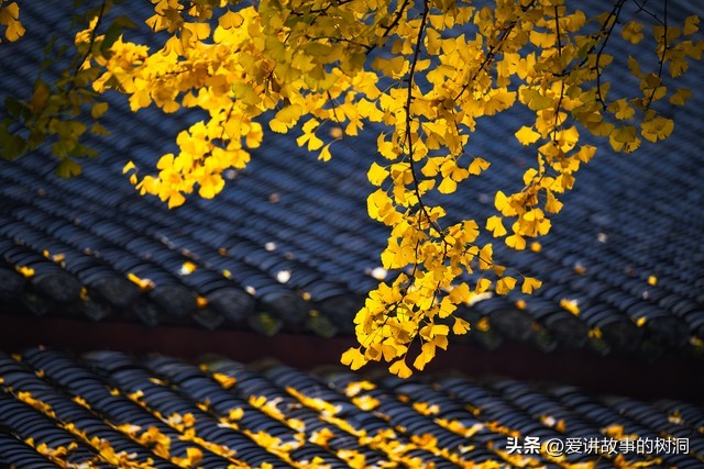 秋天的古诗词50句，领略古人笔下的秋意之美