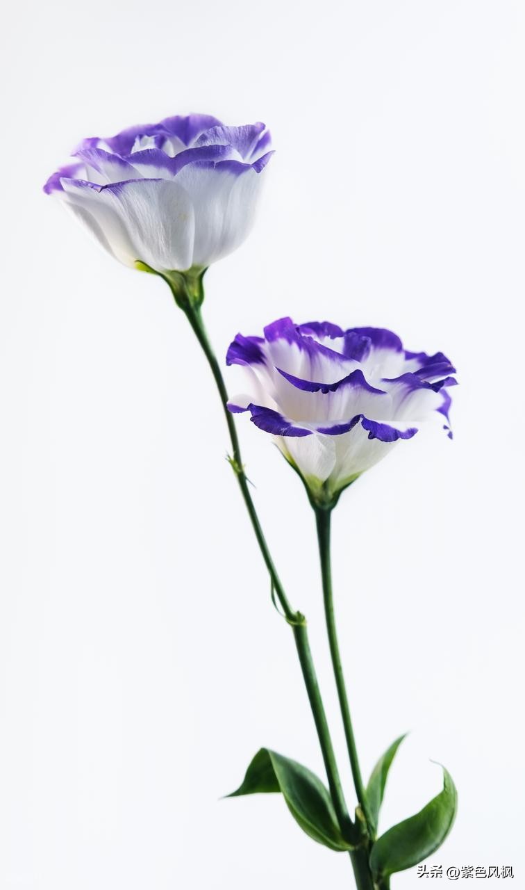 古代爱情诗句25句，读一次感动一次