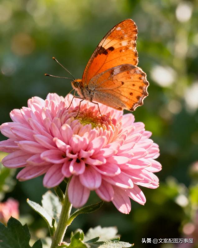 赞美菊花的佳句6句，探寻菊花的魅力