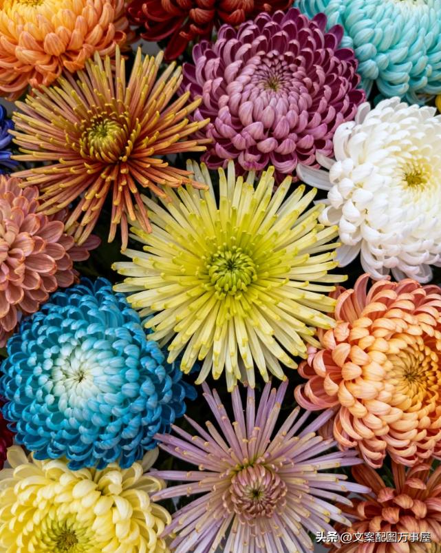 赞美菊花的佳句6句，探寻菊花的魅力