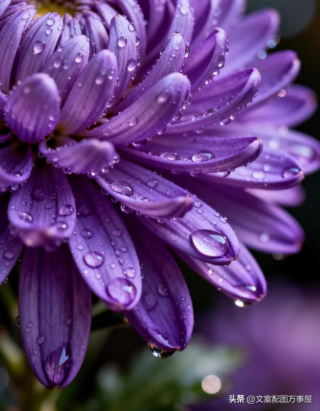 赞美菊花的佳句6句，探寻菊花的魅力