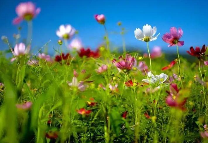 描写春天的优美句子21句，美得让人窒息