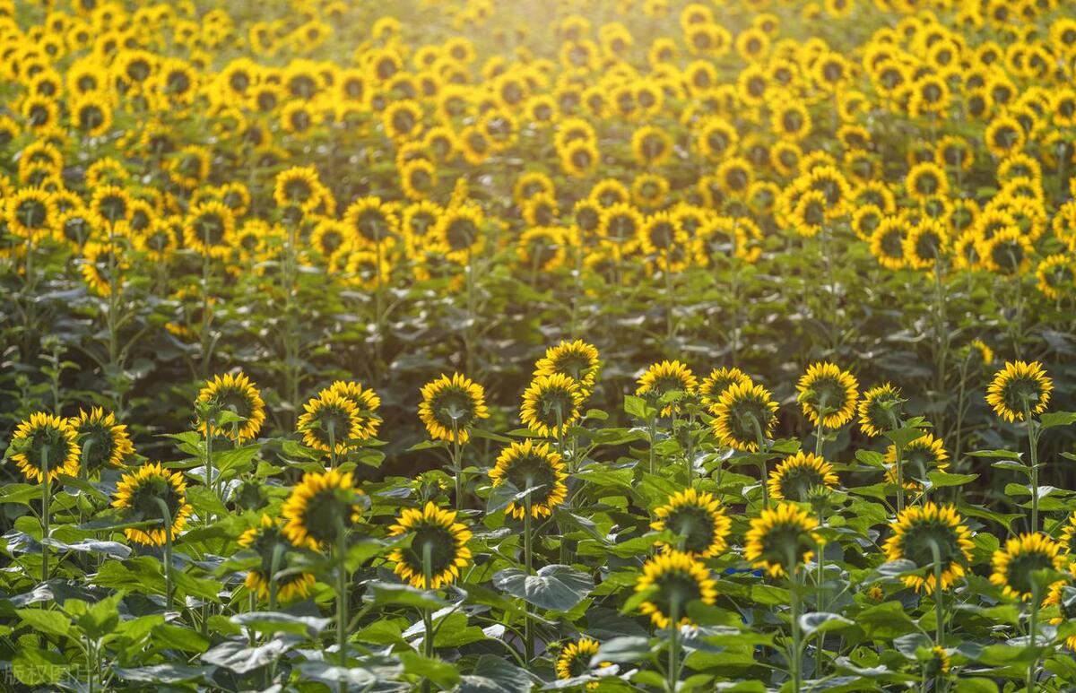 描写夏天的古诗词句50句，听蝉观雨，享一夏清凉