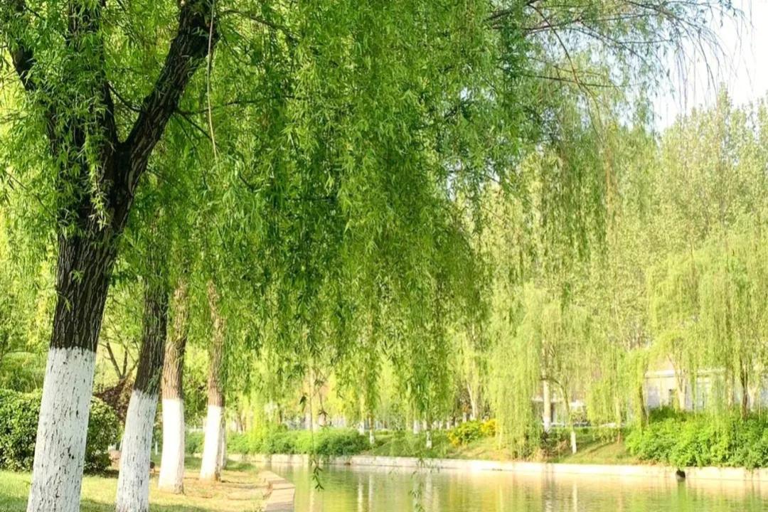 关于柳树的诗句20句，句句美到让人窒息