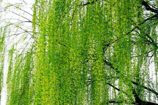 关于柳树的诗句20句，句句美到让人窒息