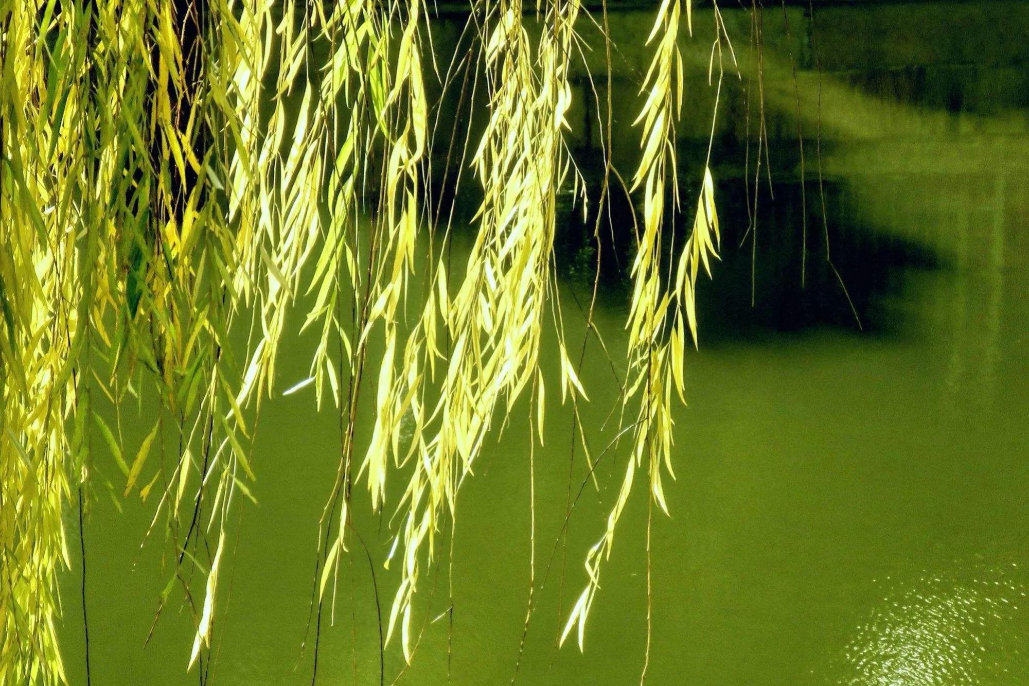 关于柳树的诗句20句，句句美到让人窒息