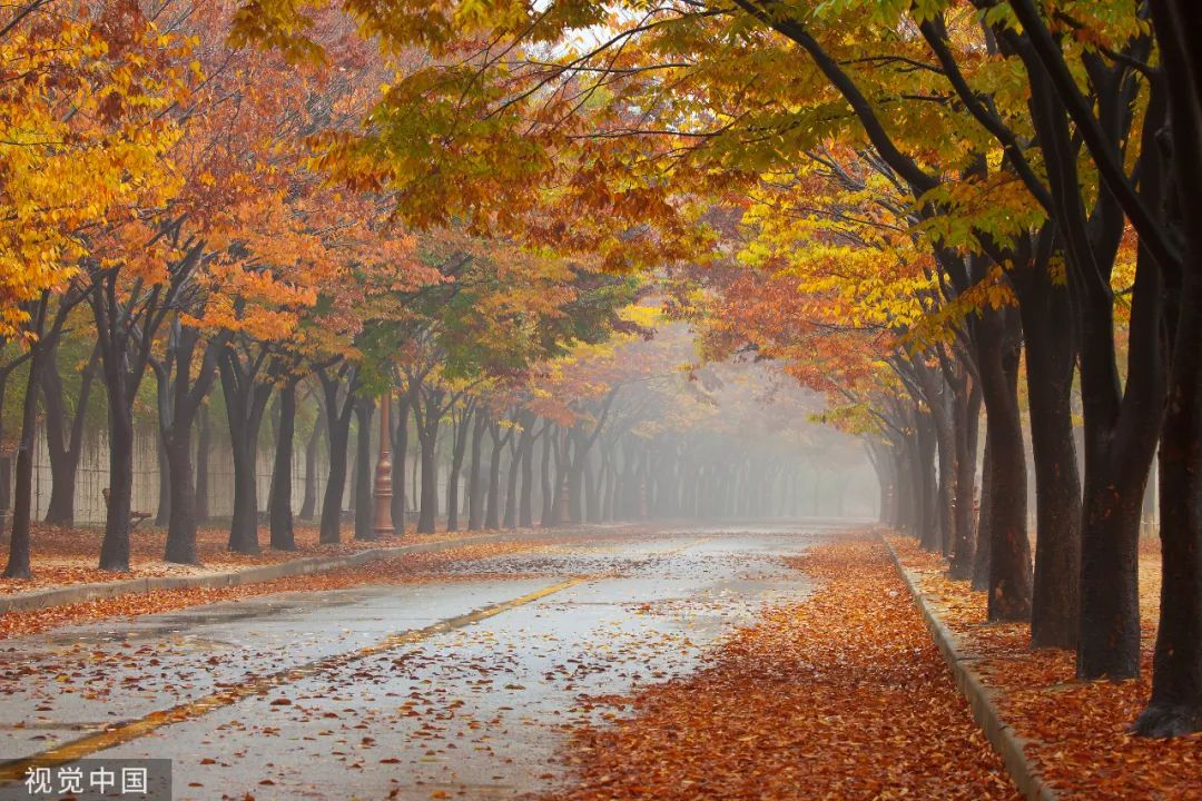 关于秋雨的诗句唯美47句，美到心醉