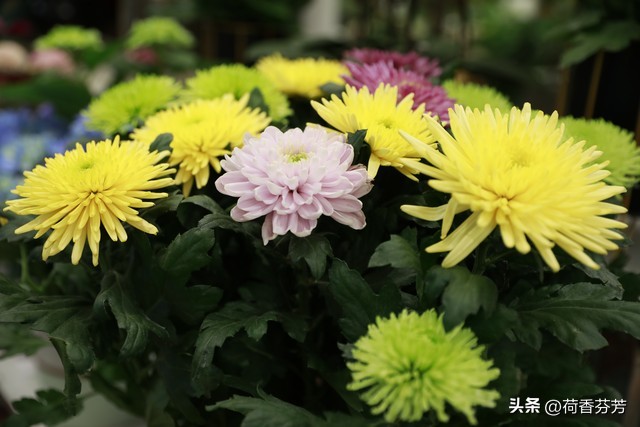 描写菊花的优秀作文（汇总5篇）