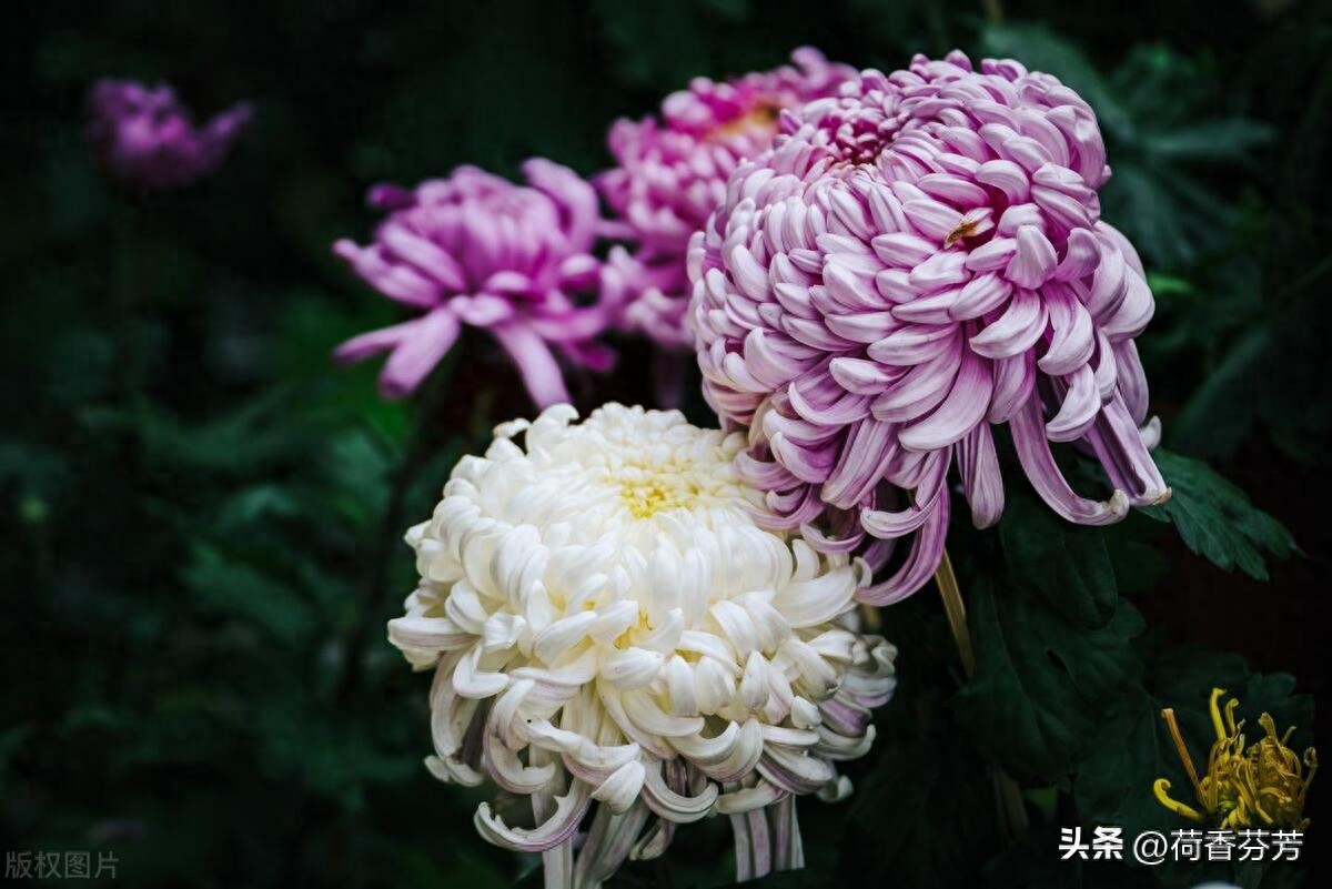 描写菊花的优秀作文（汇总5篇）