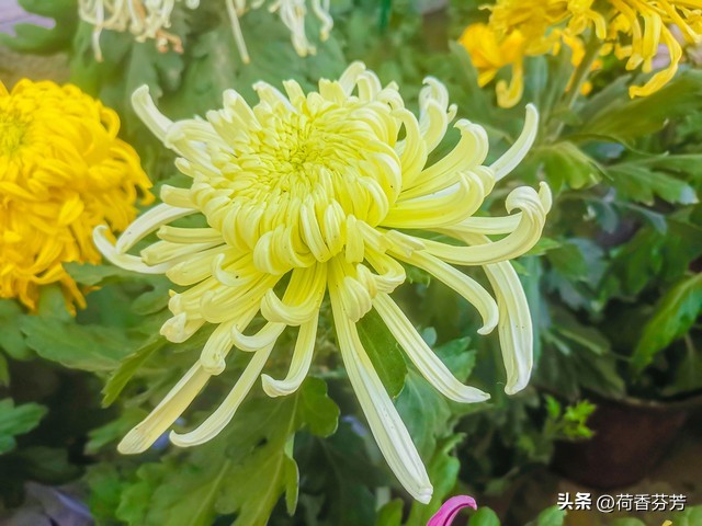 描写菊花的优秀作文（汇总5篇）