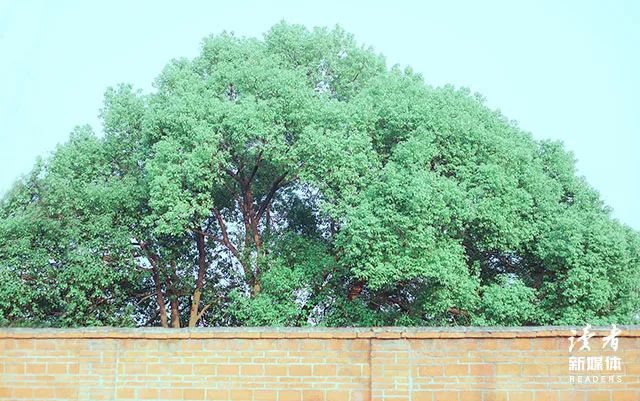 杨绛经典语录10句，值得我们一读再读