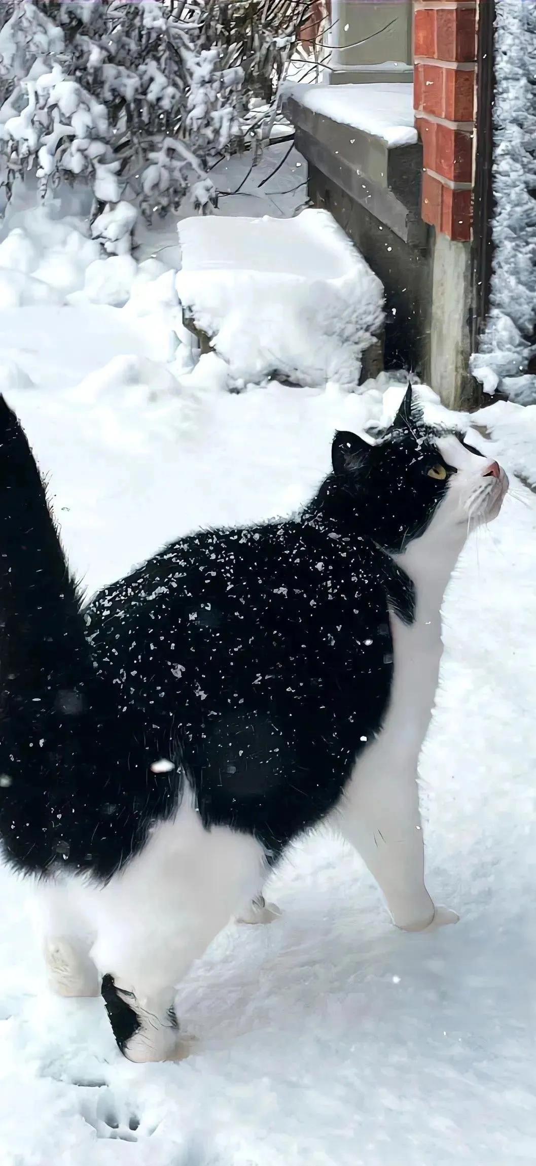 下雪发的朋友圈简单12句，唯美又浪漫!