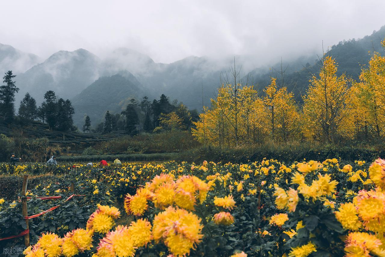 写山的诗句10句，青山如黛，群峰似剑