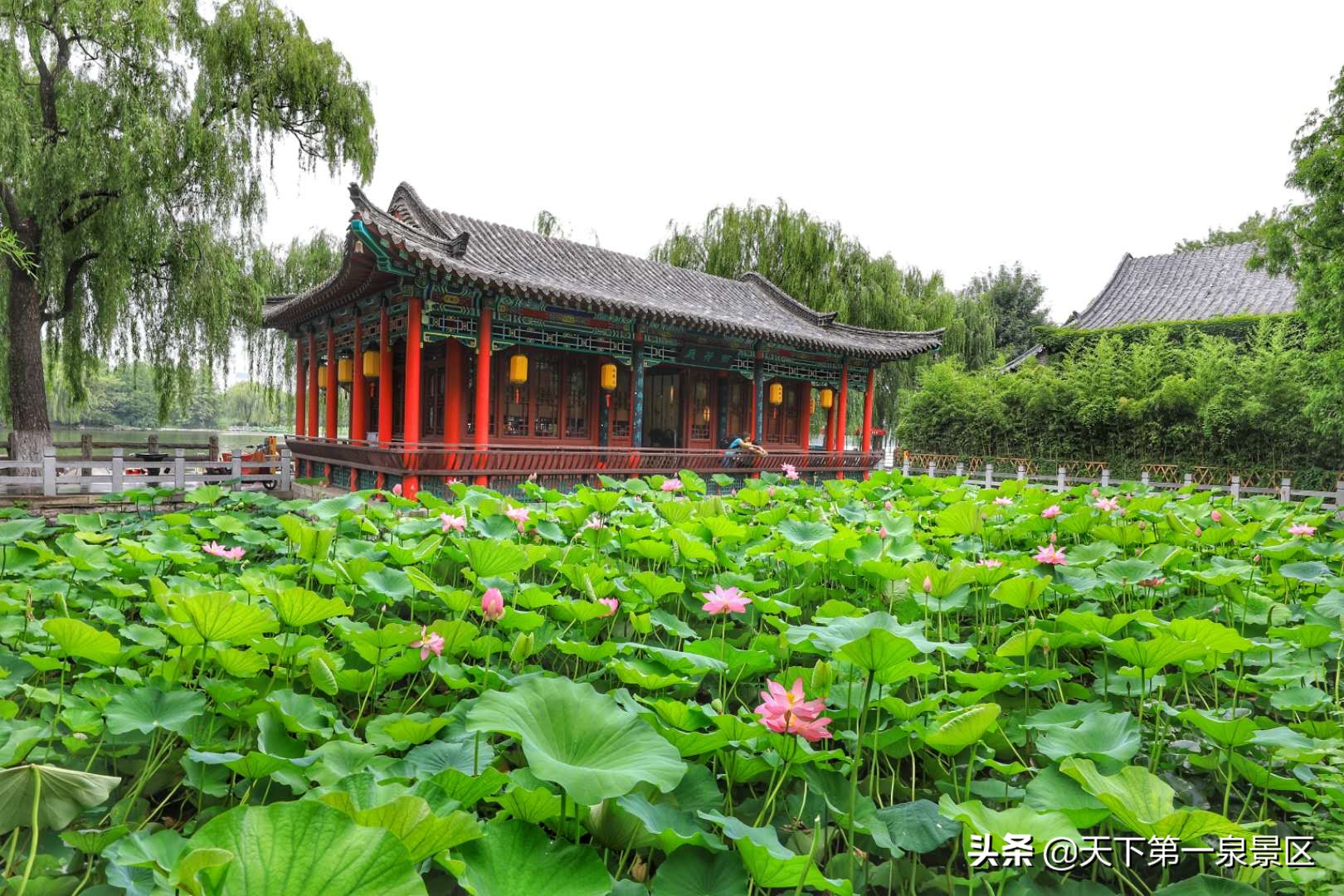 与荷花有关的诗句6首，诗有音韵，让人陶醉