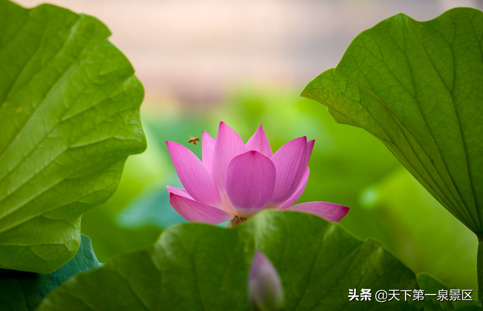 与荷花有关的诗句6首，诗有音韵，让人陶醉