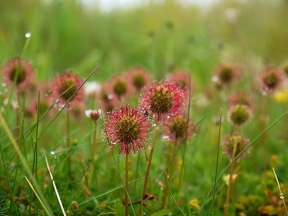杨万里的诗5首，遇见醉美的夏天