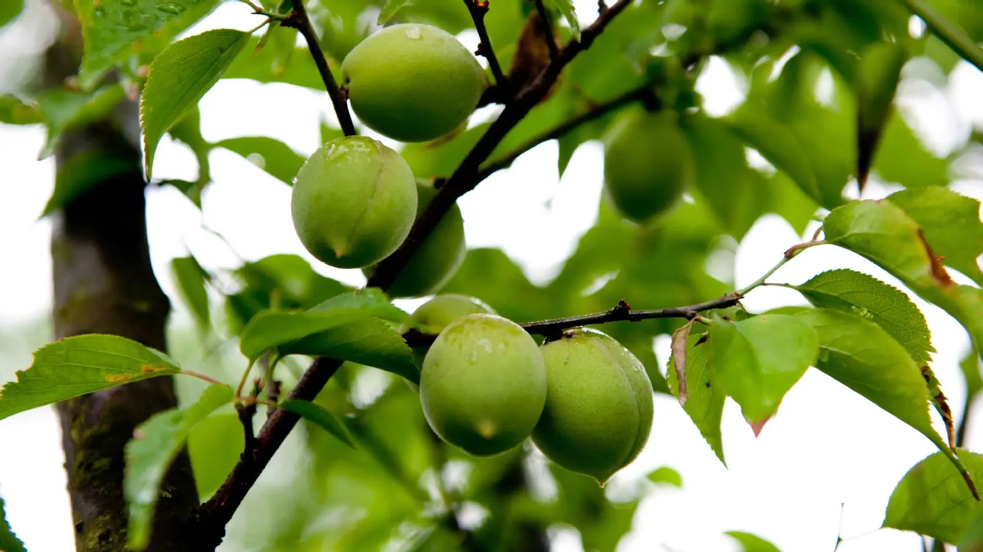 杨万里的诗5首，遇见醉美的夏天