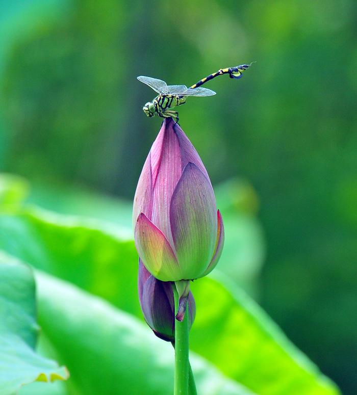 杨万里的诗5首，遇见醉美的夏天