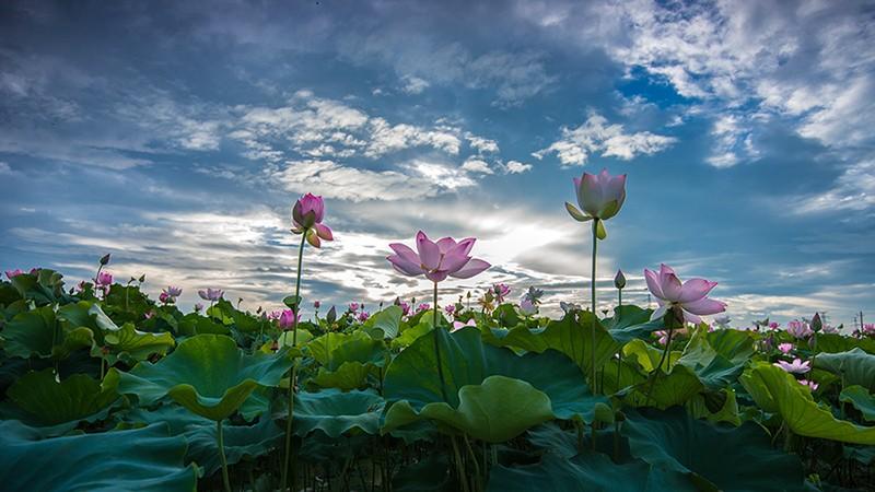 杨万里的诗5首，遇见醉美的夏天