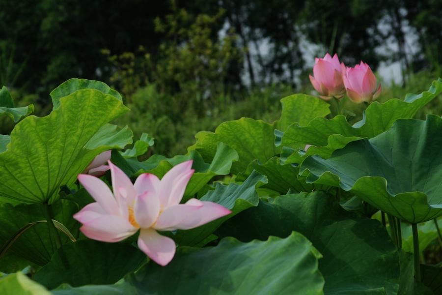 杨万里的诗5首，遇见醉美的夏天