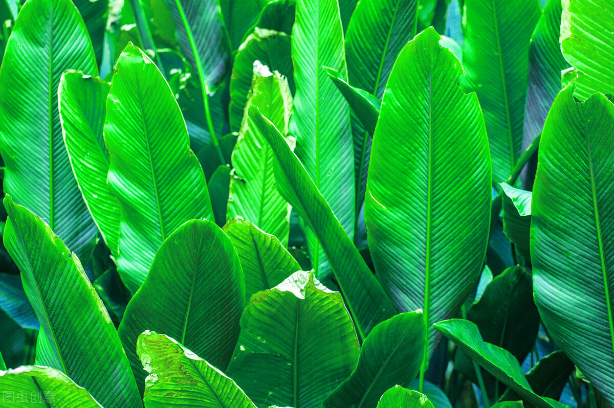 立夏的诗句25首，诗情画意过立夏