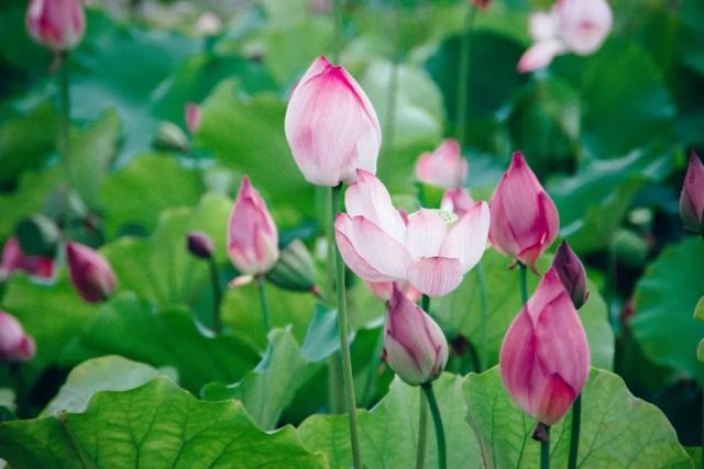 荷花的诗句30首，唯美了整个夏天