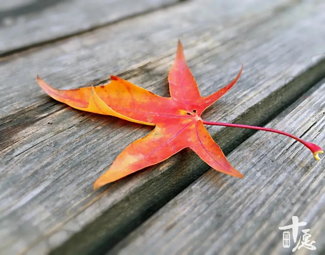 林清玄经典语录30句，读完神清气爽