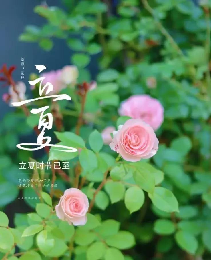 立夏的句子短句唯美20句，时至立夏，万物繁茂