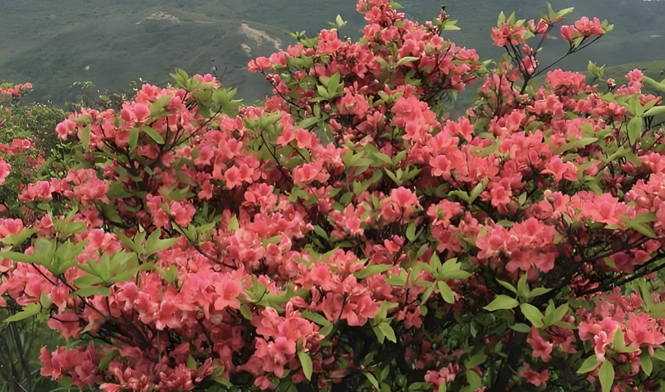 描写杜鹃的诗句30首，赏“花中西施”之美