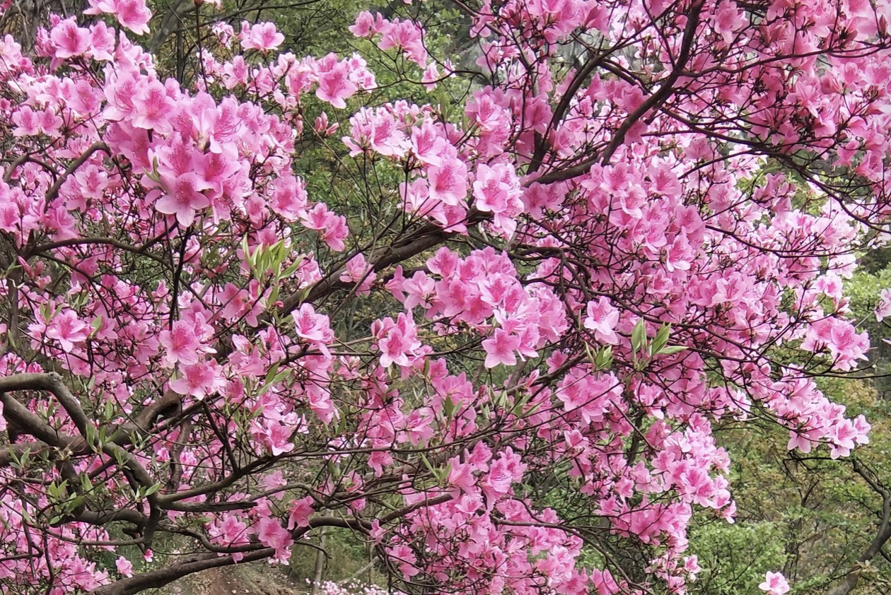 描写杜鹃的诗句30首，赏“花中西施”之美