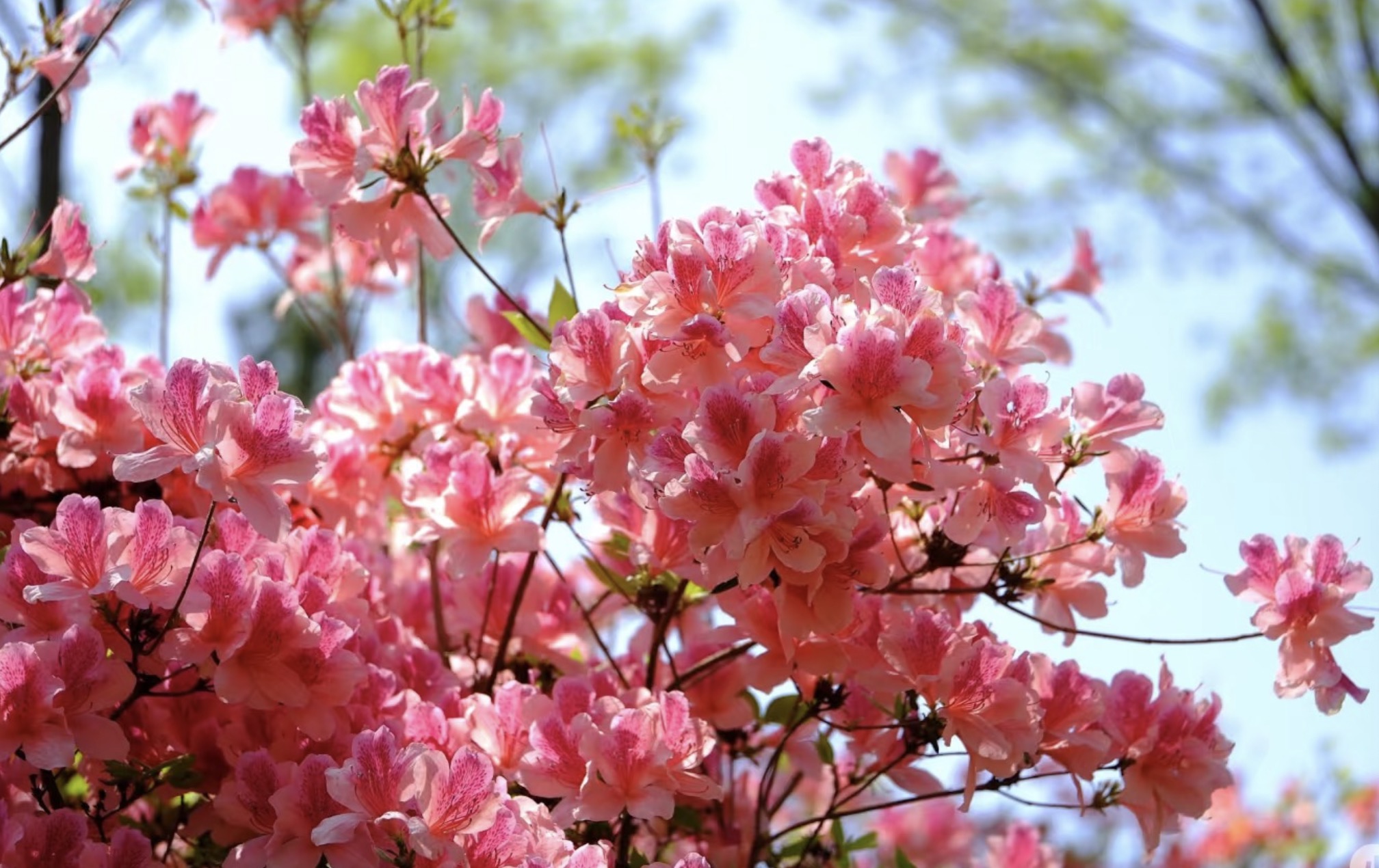 描写杜鹃的诗句30首，赏“花中西施”之美