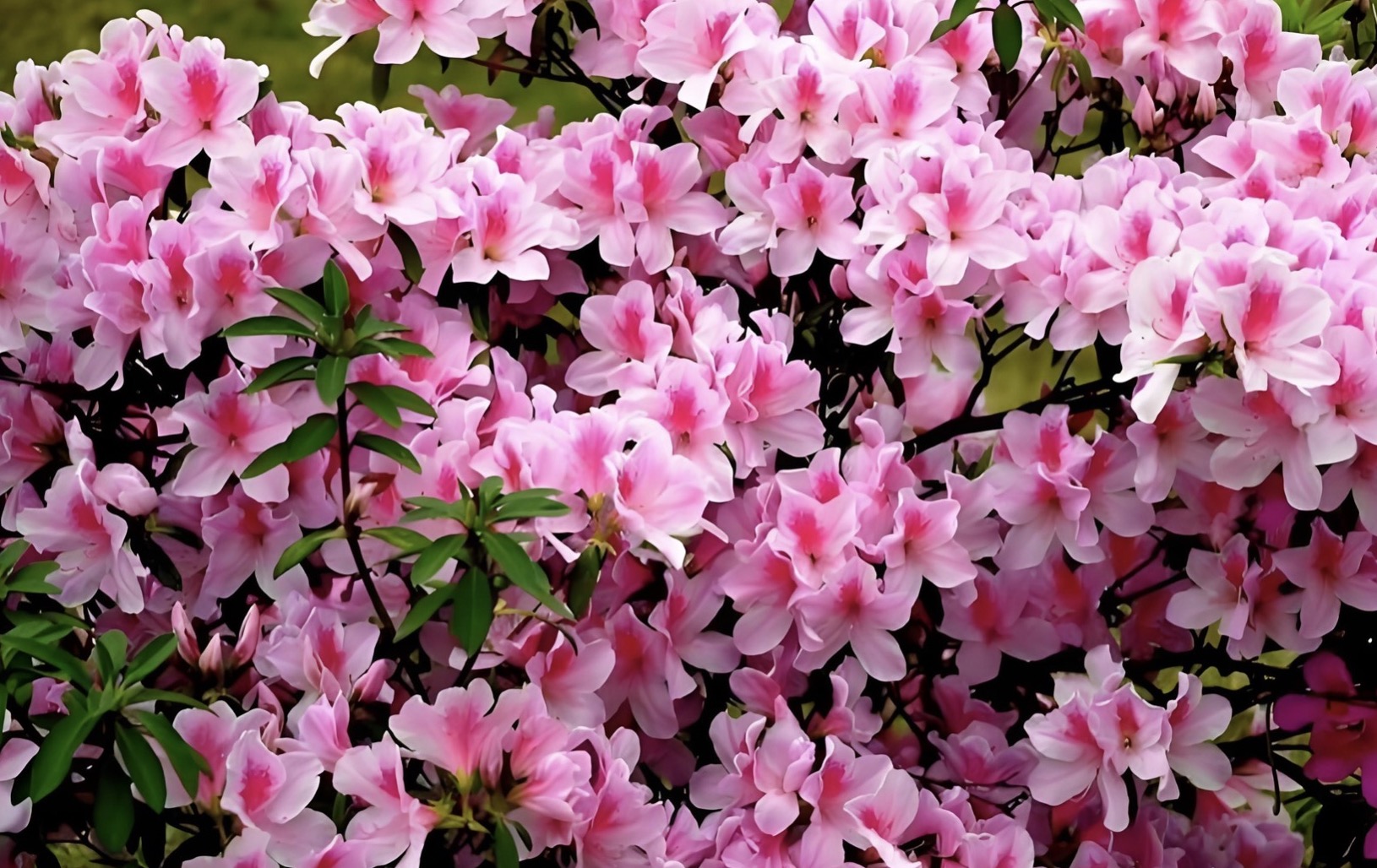 描写杜鹃的诗句30首，赏“花中西施”之美