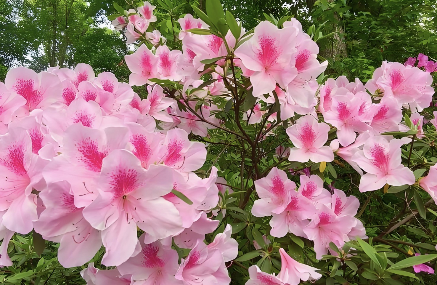 描写杜鹃的诗句30首，赏“花中西施”之美