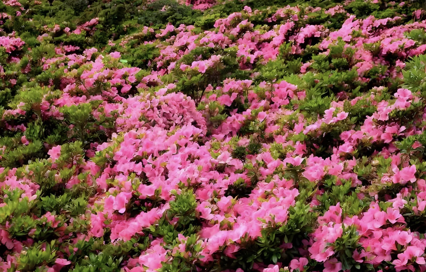 描写杜鹃的诗句30首，赏“花中西施”之美