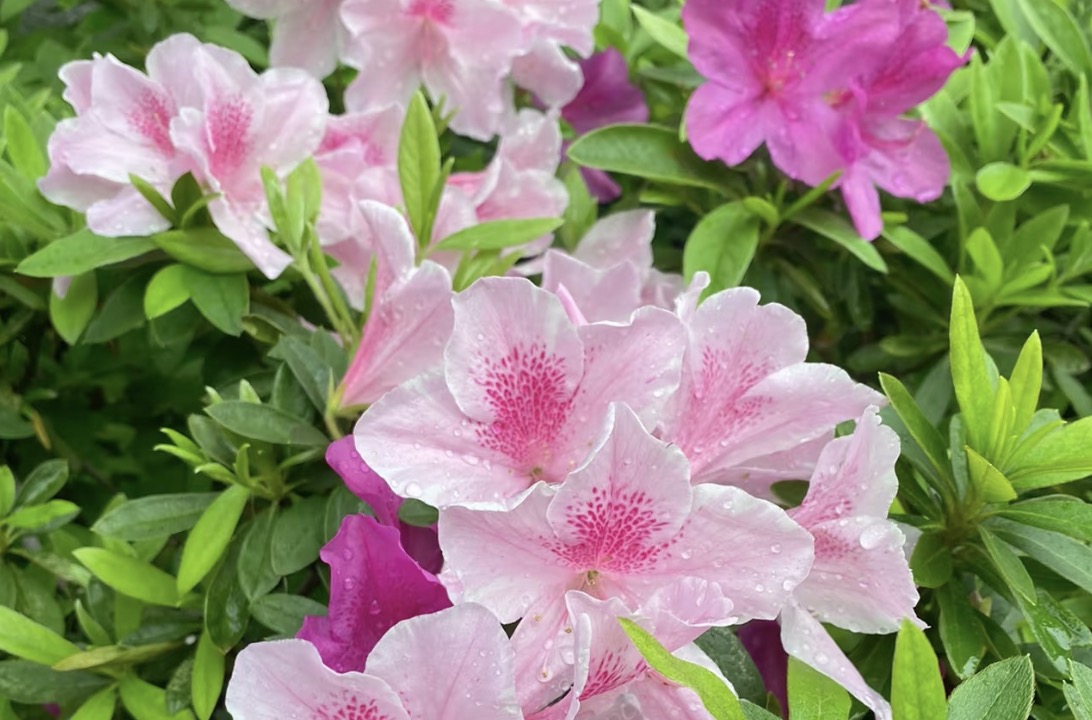 描写杜鹃的诗句30首，赏“花中西施”之美